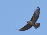 Maeusebussard (Buteo buteo) 001